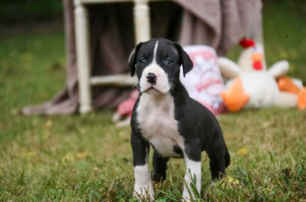 Mason - Image 4