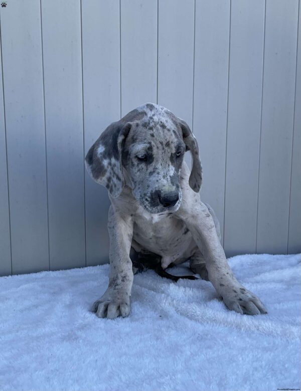 Brody - Image 3
