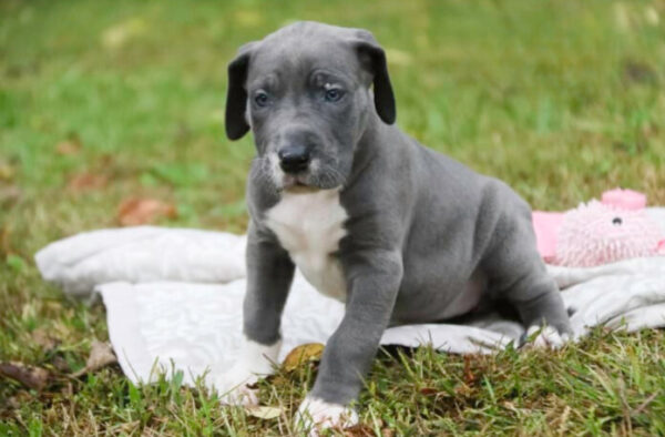 Stella
