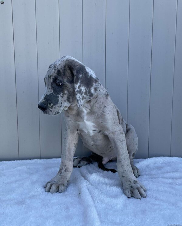 Brody - Image 2
